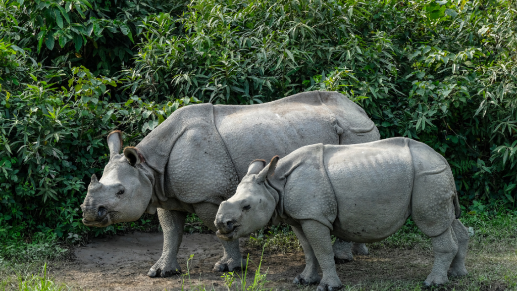 A breathtaking view of Kaziranga National Park in Assam, India, showcasing the diverse and thriving ecosystem where Rhinos roam freely, capturing the essence of wildlife conservation.