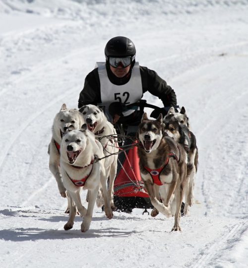 Huskies Winter Sport Sledding